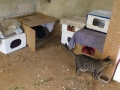 cat outer simple shelter (4)