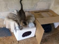 cat outer simple shelter (5)